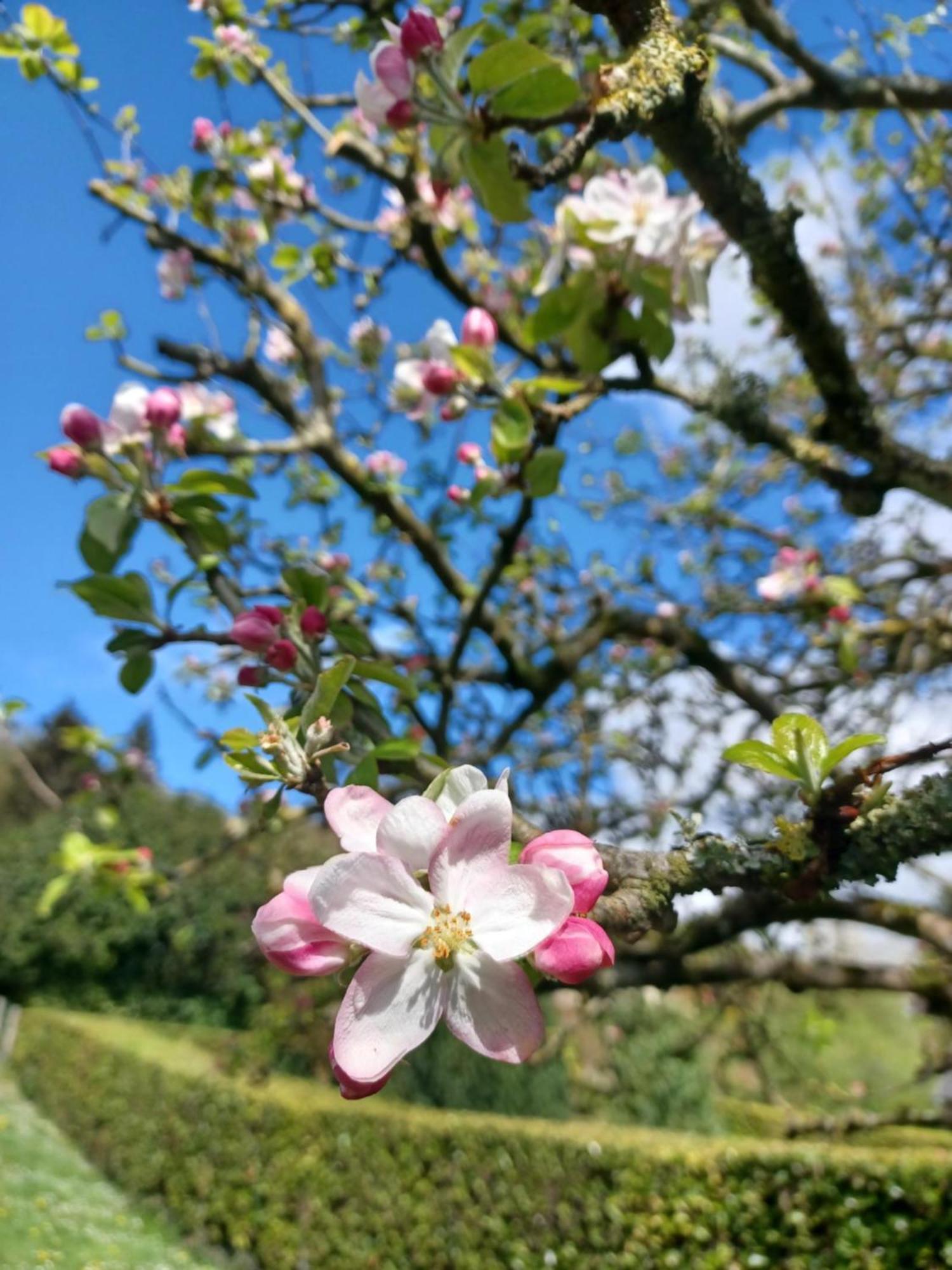 翁弗勒尔Les Pommiers住宿加早餐旅馆 外观 照片